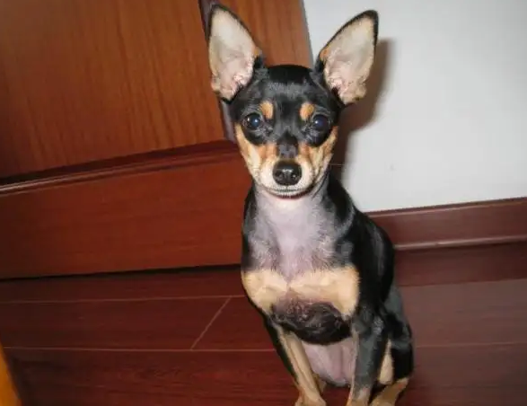 小鹿犬和吉娃娃有区别吗？