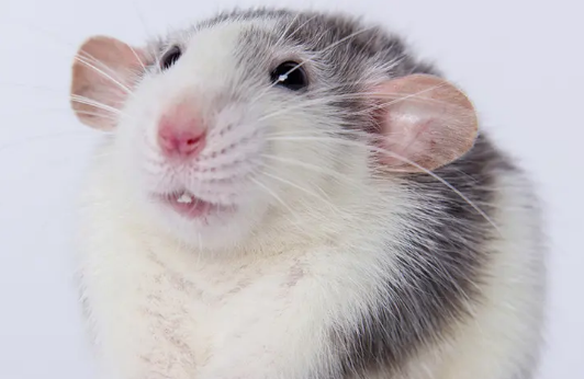 今日小知识：花枝鼠轻轻咬你手什么意思？