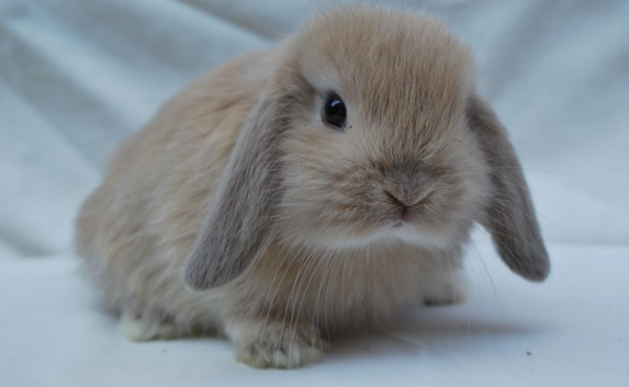 兔子耳朵垂下来怎么回事？来看看这篇文章