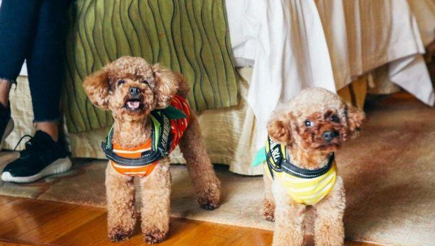 盖夫×爱宠游，携宠泛舟九龙湖！