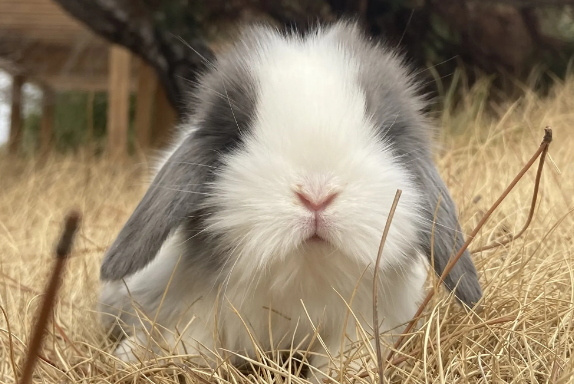 哈瓦那兔和猫猫兔区别，来看看吧