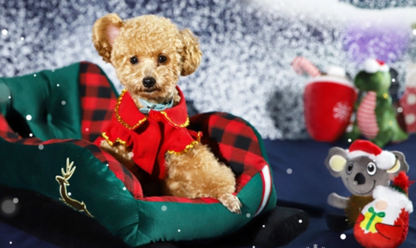 今日5只新股上市:创业板天元宠物,上交所主板云中马,科创板美埃科技,北交所雅葆轩、曙光数创 今日5只新股上市:创业板天元宠物,上交所主板云中马,科创板美埃科技,北交所雅葆轩、曙光数创