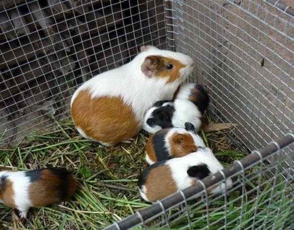 爱吃的荷兰猪，会撑死吗？