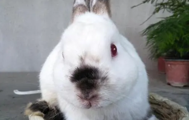喜马拉雅兔多少钱 喜马拉雅兔多少钱一只