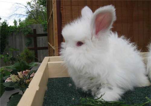 安哥拉长毛兔能长多重？速来了解一波