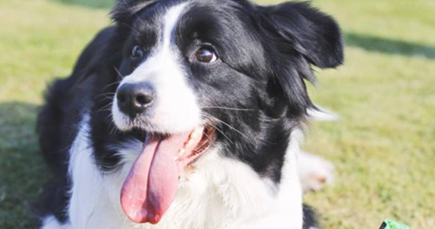 边牧多大不再调皮?看完你就知道了 边牧多大不再调皮?看完你就知道了