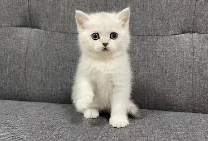 金渐层和银渐层的区别是什么？一次搞明白！