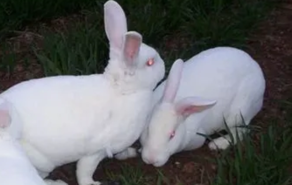 想知道中国白兔价格的，看过来！