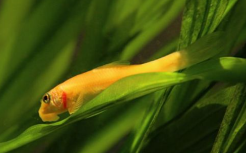 青苔鼠鱼和什么鱼混养好？养鱼小白学习一下！