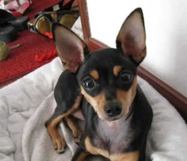 小鹿犬断尾最好的位置是在哪里