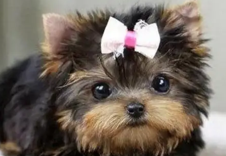 约克夏什么时候剃毛？这篇文章给你答案~