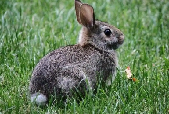 想知道中国野兔寿命多长？来这瞧瞧吧
