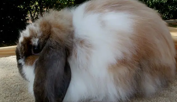 养宠科普：美国费斯长毛垂耳兔优点有哪些？