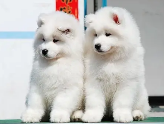 6个月萨摩耶正常体重是多少？