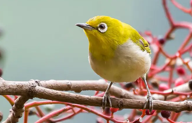 想了解绣眼鸟，看这里