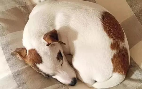 小狗蜷缩着睡觉，竟是这个原因！