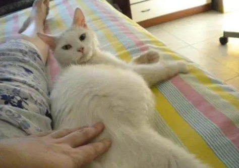 别买猫窝了，猫咪最喜欢睡觉的地点，是这7个地方