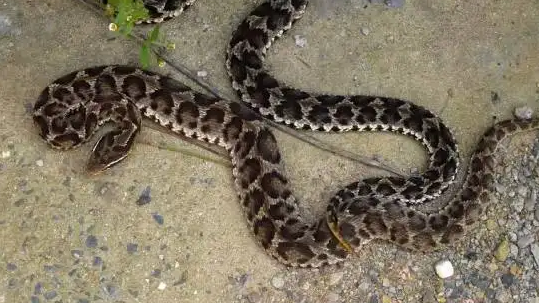 被白眉蝮咬了还有救吗？看完这篇文章你就知道了！