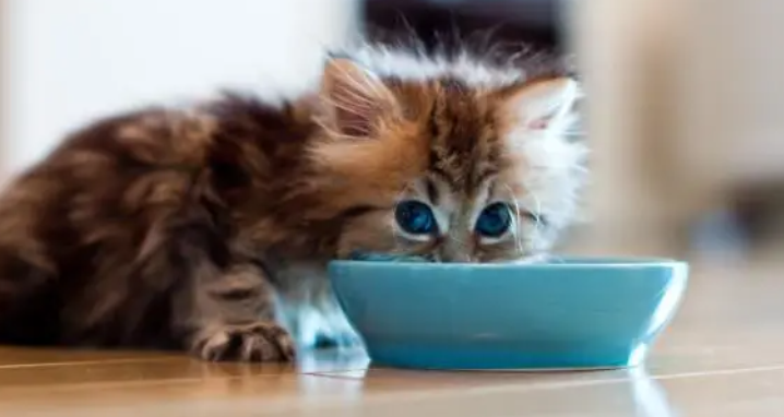 猫咪吃越贵的猫粮越好？别只盲目相信品牌