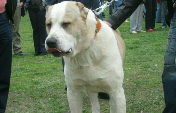 中亚犬是高加索犬的近亲，那它会很凶吗~