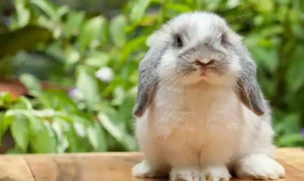 道奇兔和安哥拉兔区别在这里,一定要知道~ 道奇兔和安哥拉兔区别在这里,一定要知道~