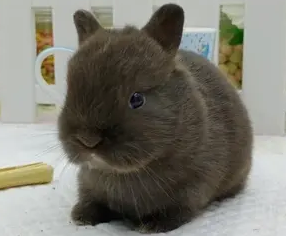 金吉拉兔怎么分公母？来看看这篇文章吧