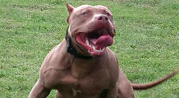 养比特犬危险吗？答案在这里