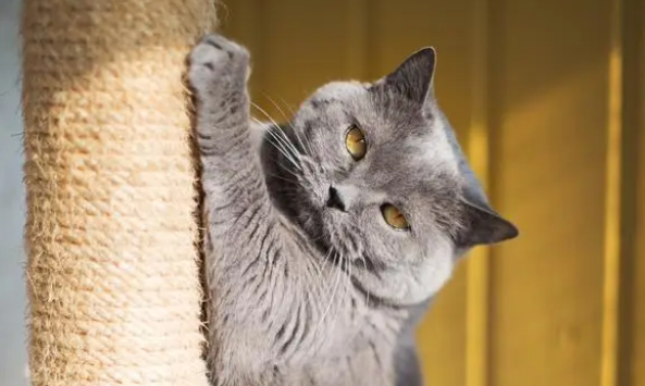 新买的猫窝，猫咪就不用，我该怎么办？