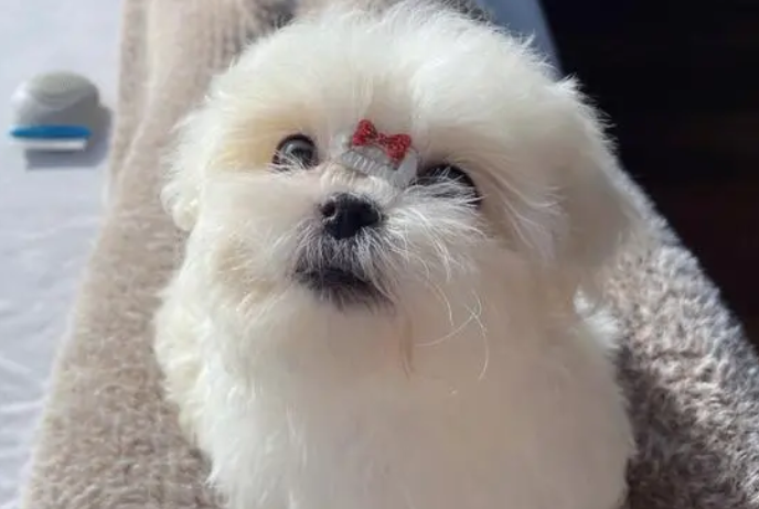 养马尔济斯犬费钱吗？想养的看过来