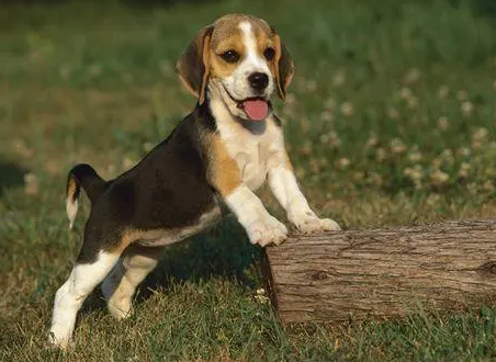 米格鲁猎兔犬性格看这篇文章就知道了