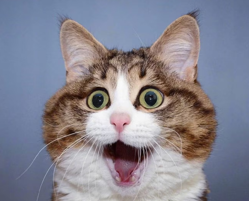 科普向丨铲屎官看过来，猫嘴旁长猫藓应该这么做