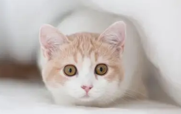 猫咪胡子被剪掉一半怎么办?这篇文章给你答案! 猫咪胡子被剪掉一半怎么办?这篇文章给你答案!