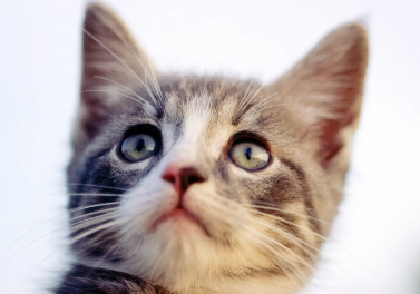 打完妙三多猫咪没精神不爱动，要注意了