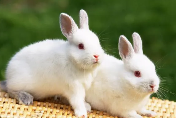 獭兔吃什么食物？可选性很多