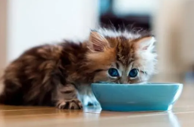 小奶猫在不同年龄阶段该如何养护？断奶后该怎么换粮？