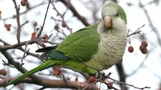 和尚鹦鹉如何手养?方法还蛮简单的 和尚鹦鹉如何手养?方法还蛮简单的