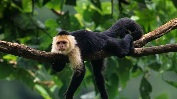 现实版猩球崛起丨专家提醒卷尾猴可能会危机人类生存