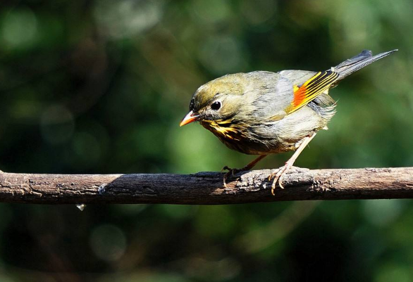 相思鸟吃水果吗？这几类食物可以放心喂食!