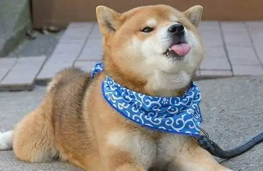 柴犬是哪个国家的？你知道吗？