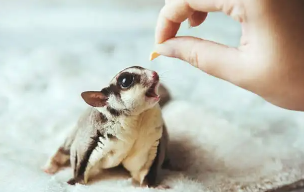 快来看看蜜袋鼯夏天怎么养？感兴趣的来了解一下！