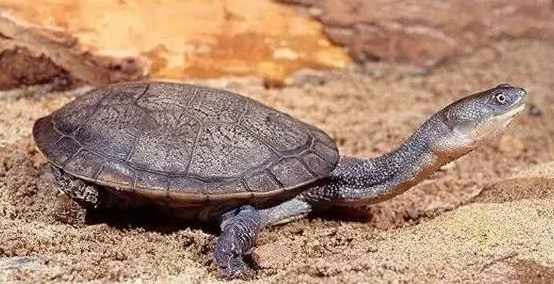 长颈龟可以和蛋龟混养吗？来看看吧