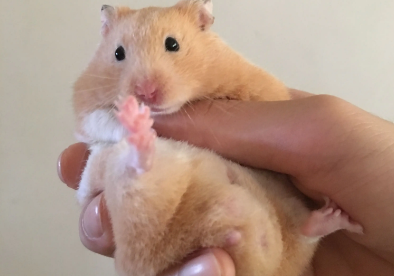 金丝熊能吃苹果吗？本文可以回答你