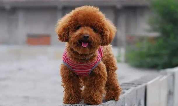 泰迪一天吃多少狗粮？