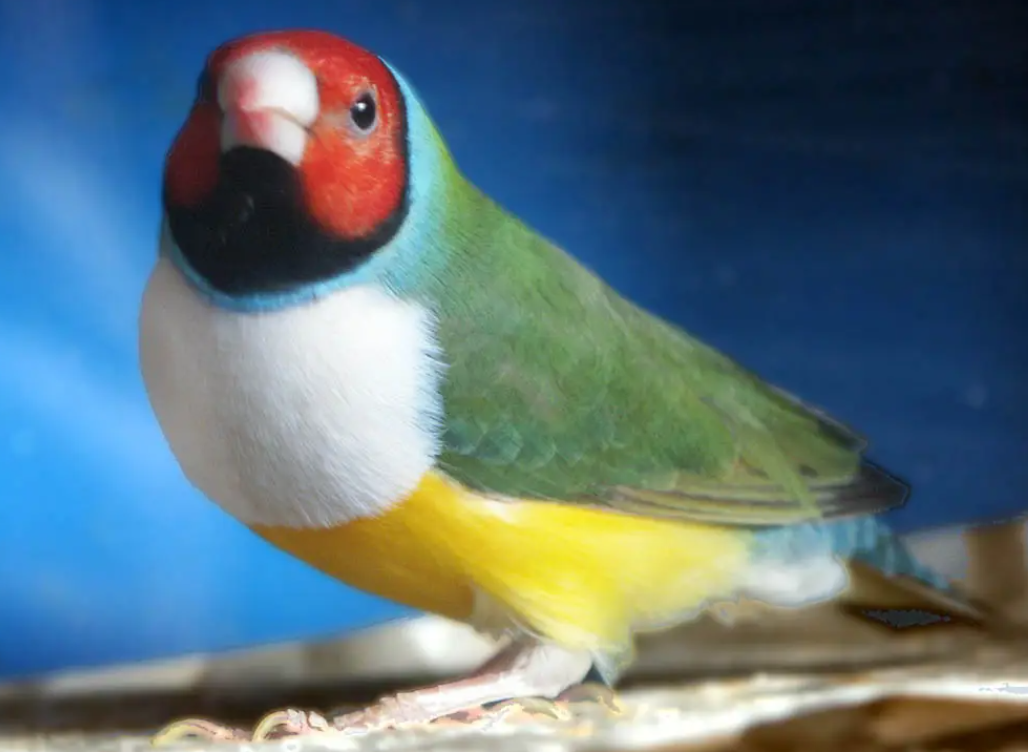 七彩文鸟多少钱？贵吗？感兴趣的来瞧瞧