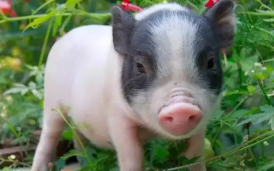 迷你香猪可以吃些什么，作为宠主一定要注意