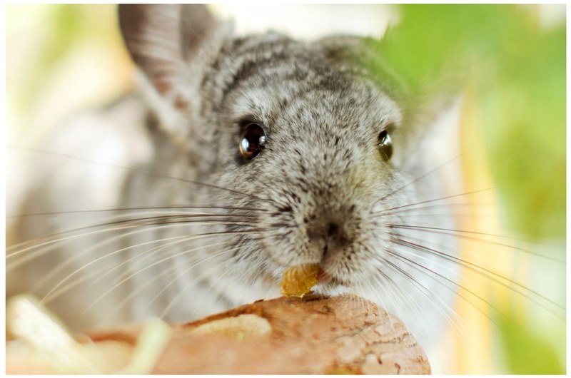 银斑龙猫怎么区分？看着几点就够啦！