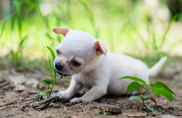 陪伴我们的狗狗是怎么驯化来的，来了解一下吧