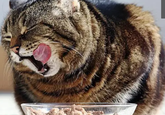 该如何给猫咪喂猫粮？铲屎官来看看吧