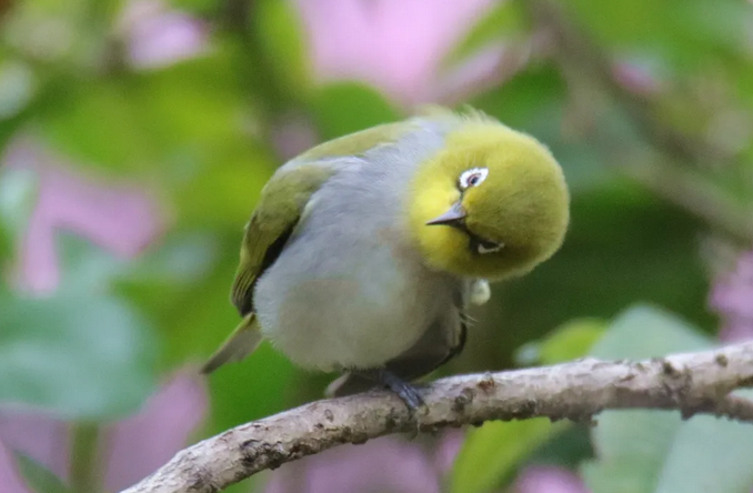 暗绿绣眼鸟日常饮食，吃虫篇！