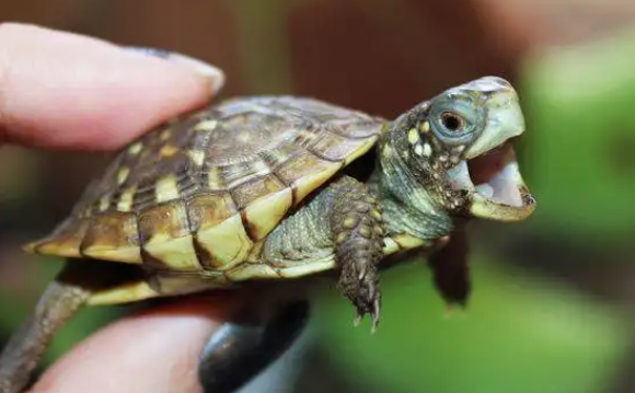 乌龟会认识主人吗，来看看吧